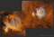 Thumbnail image. Click to load APOD for this date